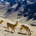 The Magic of Alpaca Wool: Discover the Secret Behind Our Garments